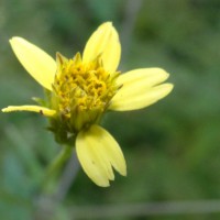 Bidens biternata (Lour.) Merr. & Sherff